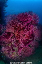 50 shades of RED .........
Red gorgonia by Claudia Weber-Gebert 